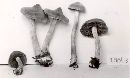 Cortinarius paleaceus image