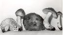 Tricholoma portentosum image