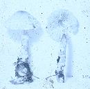 Lepiota clypeolaria image