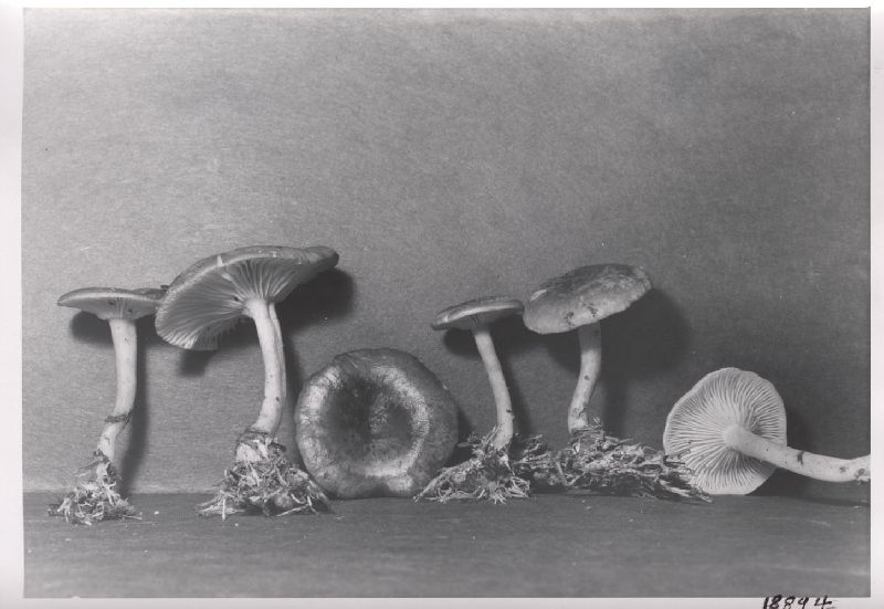 Clitocybe rhizoides image