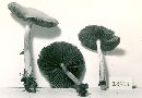 Psathyrella praecox image