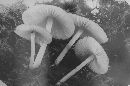 Mycena niveipes image