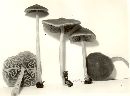 Entoloma strictius image