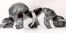 Boletus badius image