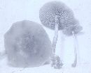 Agrocybe acericola image