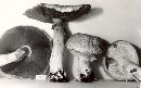 Agaricus praemagnus image