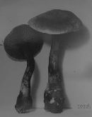 Cortinarius modestus image