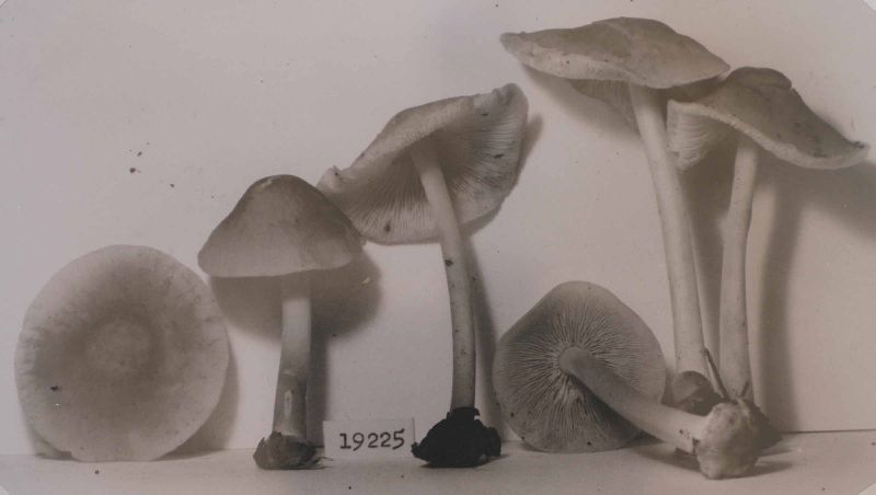 Collybia strictipes image