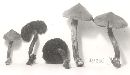 Cortinarius aureifolius image