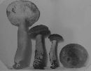Lactarius volemus image