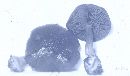 Cortinarius olivaceus image