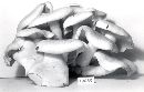 Clitocybe subconnexa image