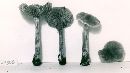Cortinarius nigrocuspidatus image
