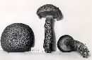Suillus spraguei image