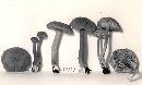 Hygrocybe miniata image