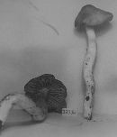 Entoloma bicolor image