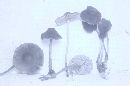 Mycena maculata image