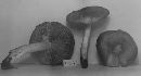 Entoloma brevipes image