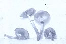 Agrocybe erebia image