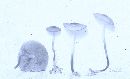 Marasmius cohaerens image