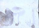 Lepiota subasperula image