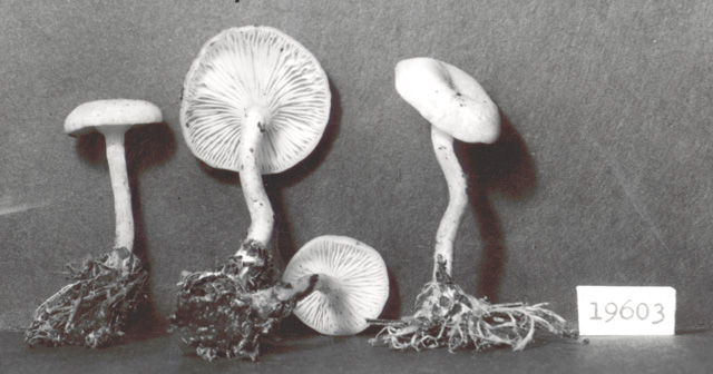 Clitocybe rhizoides image