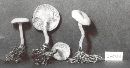 Clitocybe rhizoides image