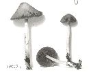 Psathyrella praecox image