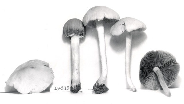 Psathyrella incerta image