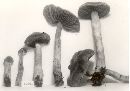 Cortinarius evernius image