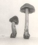 Cortinarius corrugatus image