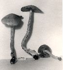 Pholiota astragalina image