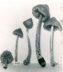 Entoloma strictius image