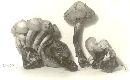 Pholiota malicola image