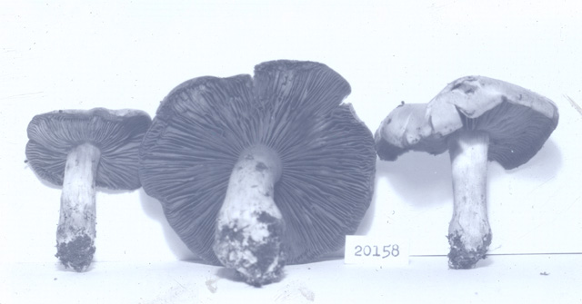 Cortinarius lapidophilus image