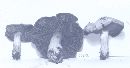 Cortinarius lapidophilus image