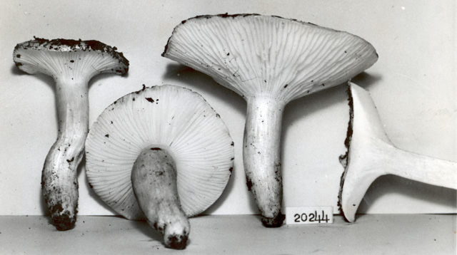 Hygrophorus subsordidus image