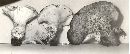 Albatrellus cristatus image