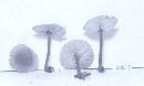 Xeromphalina tenuipes image