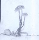 Marasmius cohaerens image