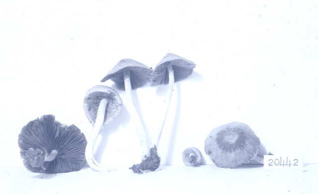Psathyrella incerta image