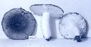 Russula vesca image