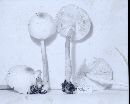 Leucocoprinus cepistipes image