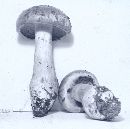 Cortinarius croceocaeruleus image