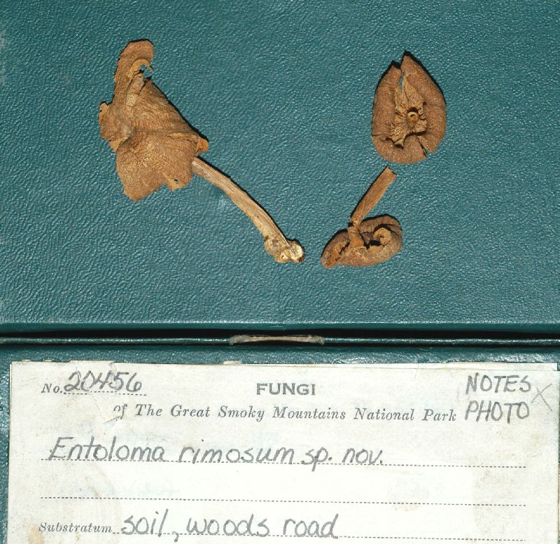 Entoloma rimosum image