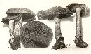 Clitocybe ochropurpurea image