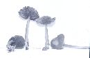 Mycena pelianthina image