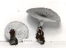 Clitocybe aeruginosa image