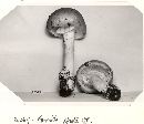 Amanita spreta image