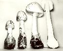 Amanita virosa image